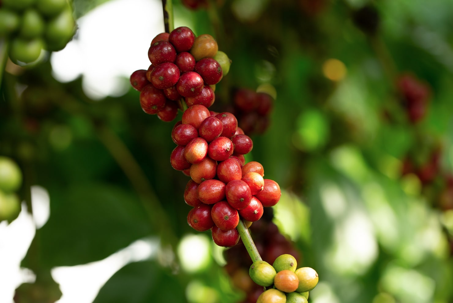Nguồn gốc của cây cà phê